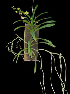 Aeridovanda lawrenceae-Chao Praya Emerald