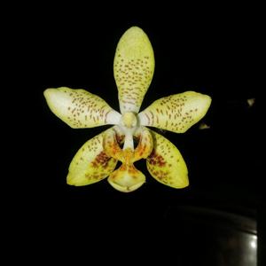 Phalaenopsis Harto Kolopaking