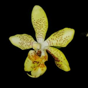 Phalaenopsis Harto Kolopaking