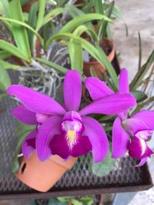 Cattleya Memoria Peter von Scholl