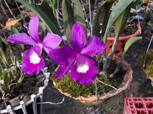 Brassocatanthe Little Mermaid