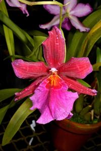 Oncostelopsis Hambühren