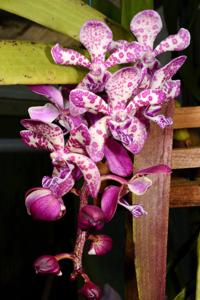 Rhynvandopsis Memoria Mary Nattrass