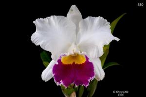 <i>Cattleya</i> Chyong Mil