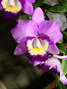 <i>Rhyncholaeliocattleya</i> Elegant Walker
