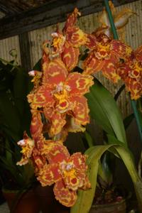 Oncidium Seeve Gold
