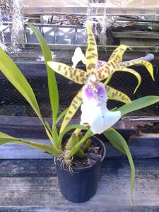 <i>Miltoniopsis</i> Dennis Kleinbach