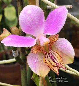 <i>Papilionanthe</i> Mandai Gardens