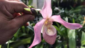 <i>Phragmipedium</i> Petite Nichette