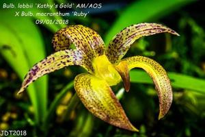 Bulbophyllum Stella Mizuta