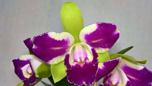 Rhyncholaeliocattleya Village Chief North