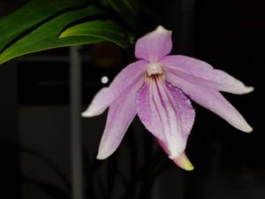 <i>Dendrobium</i> Chuncai
