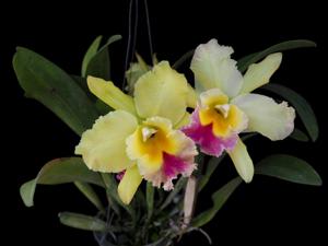Rhyncholaeliocattleya Suan Puttan