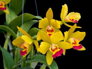 Cattlianthe Jiara Star