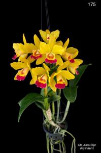 Cattlianthe Jiara Star