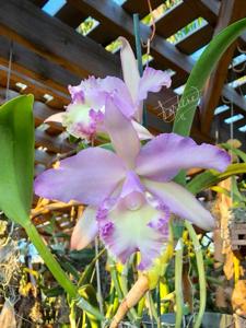 Rhyncholaeliocattleya Priscilla Howard