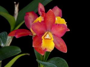 Cattlianthe Loog Tone-Galaxy Belle