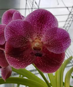 <i>Vanda</i> Ogden Phipps