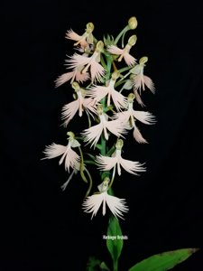 Habenaria Sunrise Plumes