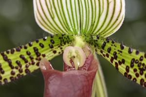 Paphiopedilum Chiara