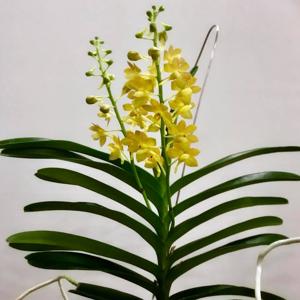 Vanda Wai Ron