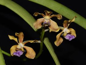 Vanda Stephen Scott Young