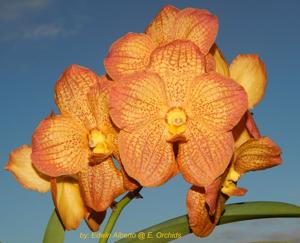 Vanda Painter's Dream