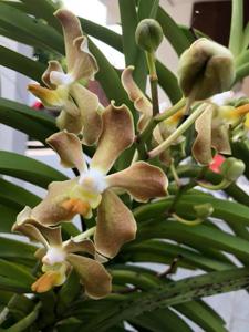 Vanda Doctor Goh Keng Swee