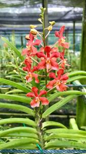 Vanda Wee Kim Lian