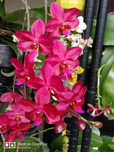 Phalaenopsis Buddha's Treasure