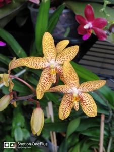 Renanthopsis Mildred Jameson
