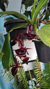 Catasetum Susan Fuchs
