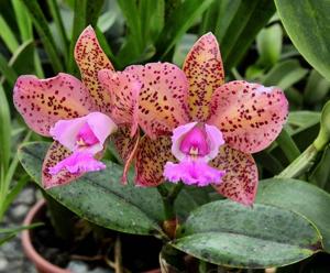 <i>Cattleya</i> Pedra da Gavea-Penny Kuroda
