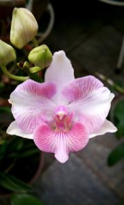 Papilaenopsis Hao Xiang Ni