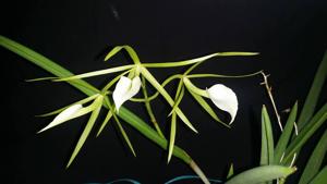 Brassavola Little Stars