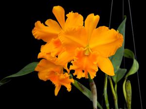 Rhyncattleanthe Haw Yuan Gold