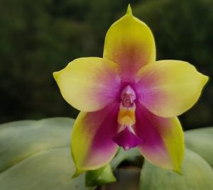 <i>Phalaenopsis</i> Yaphon Batman
