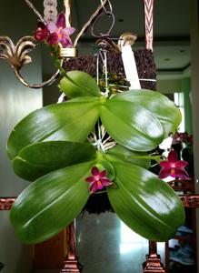 Phalaenopsis Valentinii