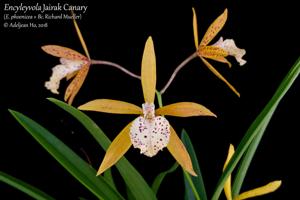 Encyleyvola Jairak Canary