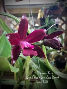 Cattlianthe Okinawan Rock