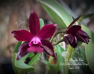 Cattlianthe Okinawan Rock