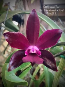 Cattlianthe Okinawan Rock