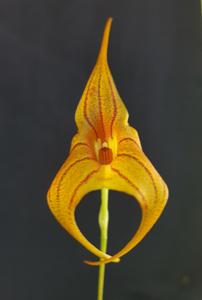 <i>Masdevallia</i> Copper Cherub