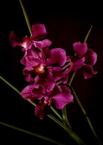 Papilionanda Mamo