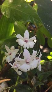 <i>Dendrobium</i> Tiny Bubbles