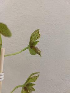 Clowesetum Alaena Lawson