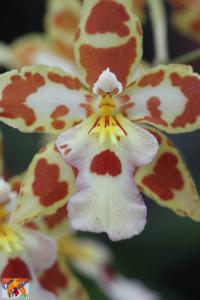 Oncidium Tribbles-velleum-charlesworthii