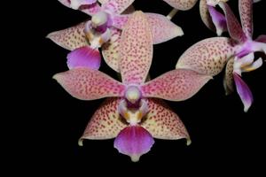 <i>Phalaenopsis</i> GK's Pallestris