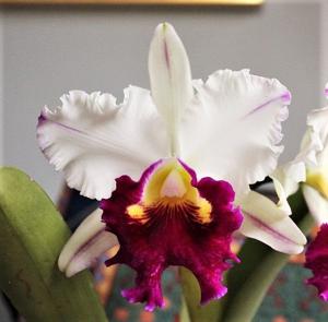 Rhyncholaeliocattleya Ann Cleo