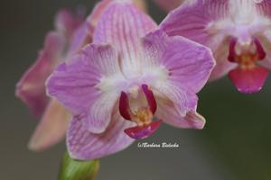 Phalaenopsis Chingruey's Goldstaff